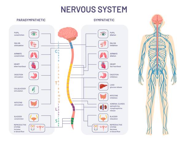 Human nervous system. Sympathetic and parasympathetic nerves anatomy and functions. Spinal cord controls body internal organs vector diagram. Illustration anatomy biology nerve
